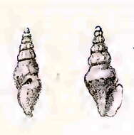 Image of Austrodrillia dimidiata (G. B. Sowerby Iii 1896)