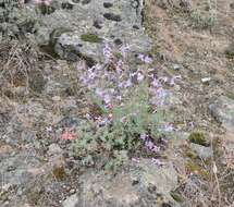 Image of Gairdner's beardtongue