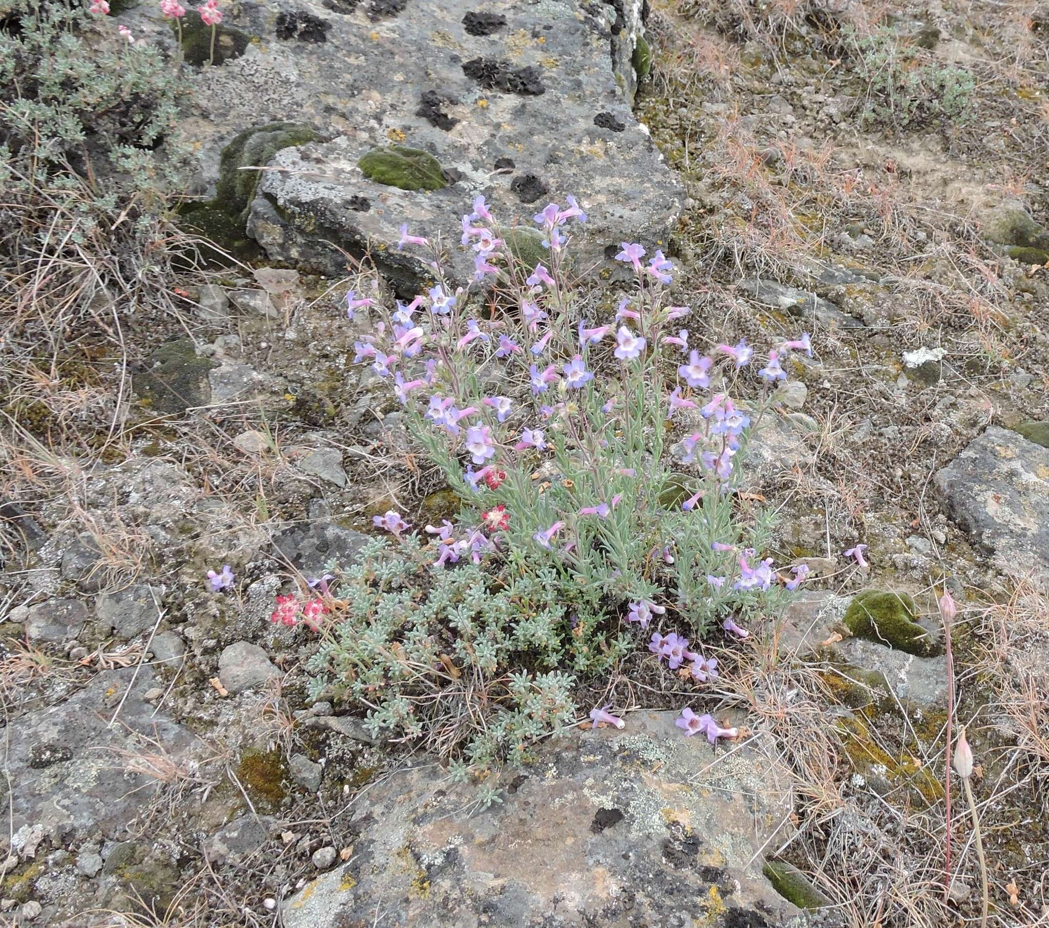 Image of Gairdner's beardtongue