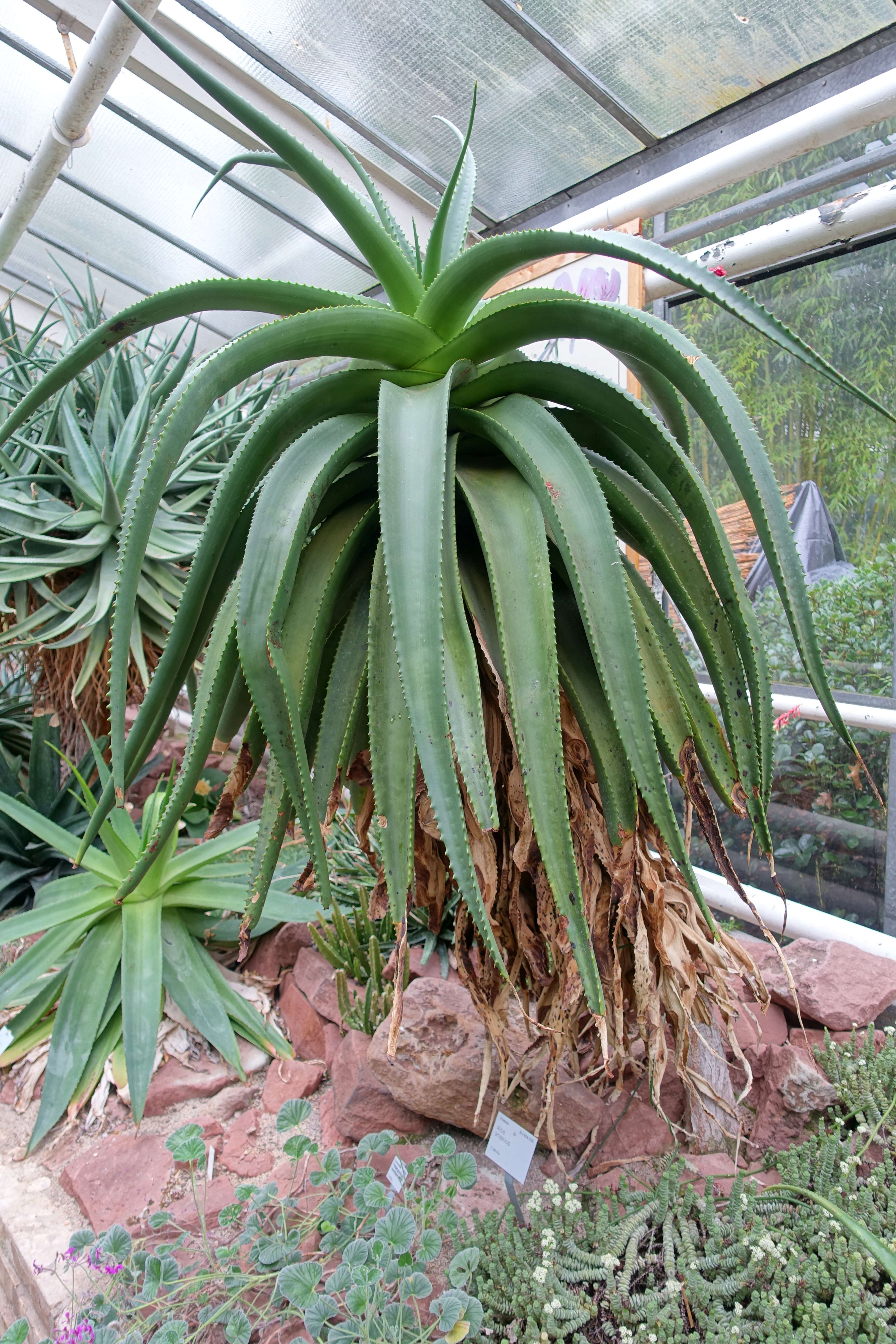 Image of Wylliespoort Aloe
