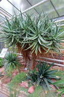 Image of Chastnut aloe