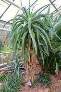 صورة Aloe vaombe Decorse & Poiss.