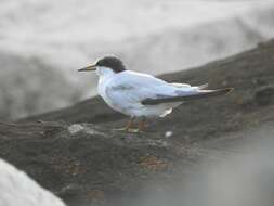 Image of Saunders's tern