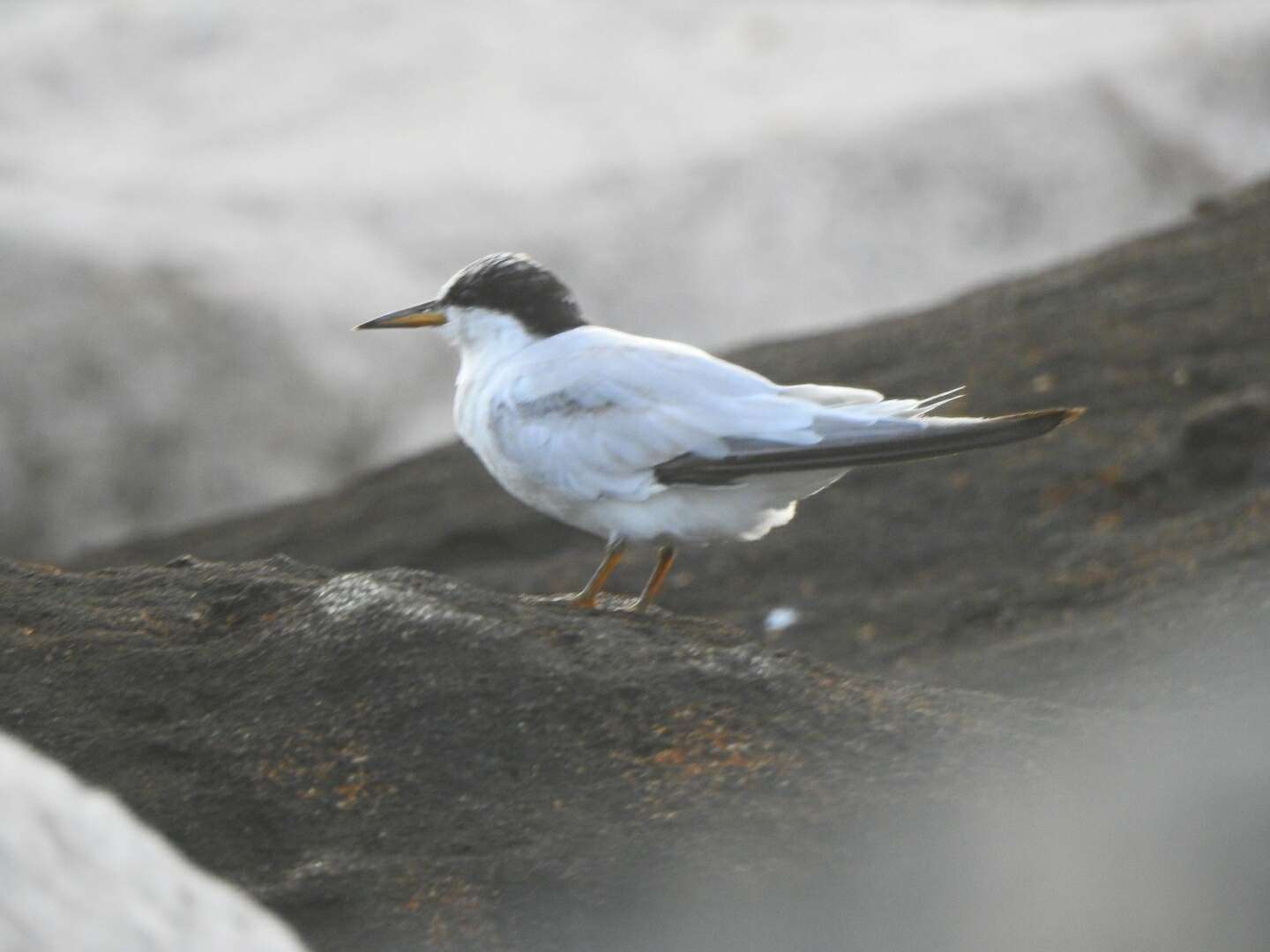 Image of Saunders's tern