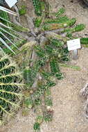 Image of Berlandier's Hedgehog Cactus