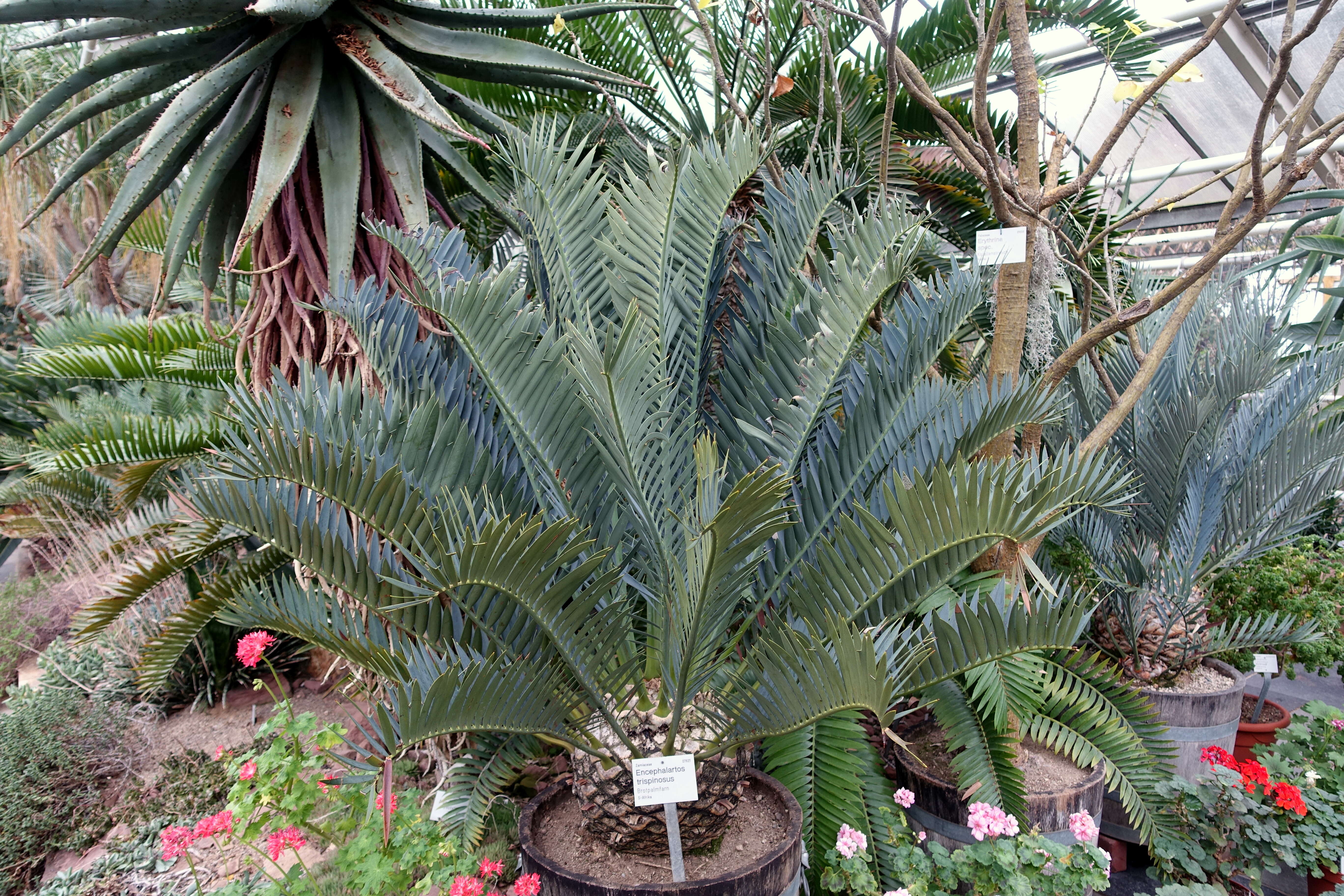 Image of Bushman's River Cycad