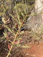 Acacia erinacea Benth.的圖片