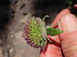 Image of thickleaf monardella