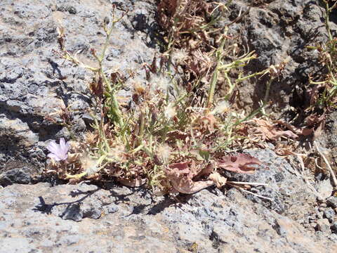 Image of Lactuca palmensis C. Bolle