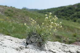 Image of Lepidium meyeri subsp. turczaninowii (Lipsky) Schmalh.
