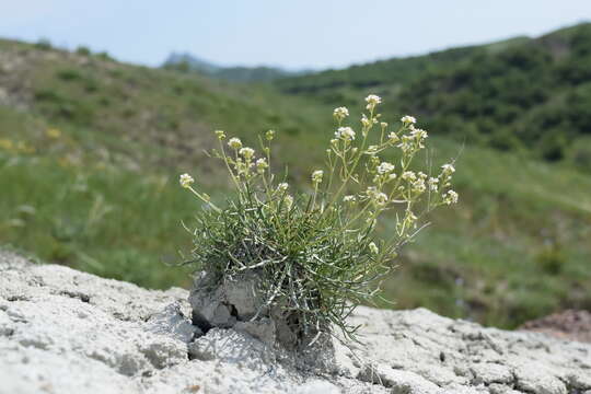 Image of Lepidium meyeri Claus