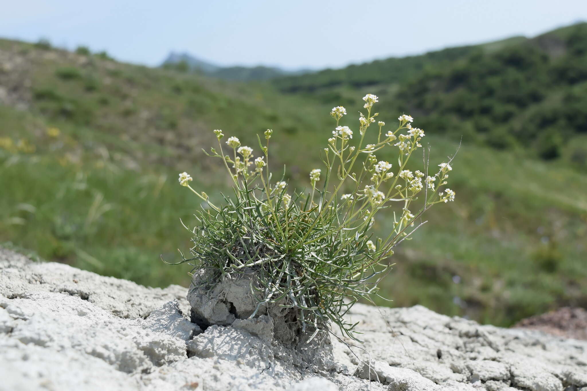 Image of Lepidium meyeri subsp. turczaninowii (Lipsky) Schmalh.