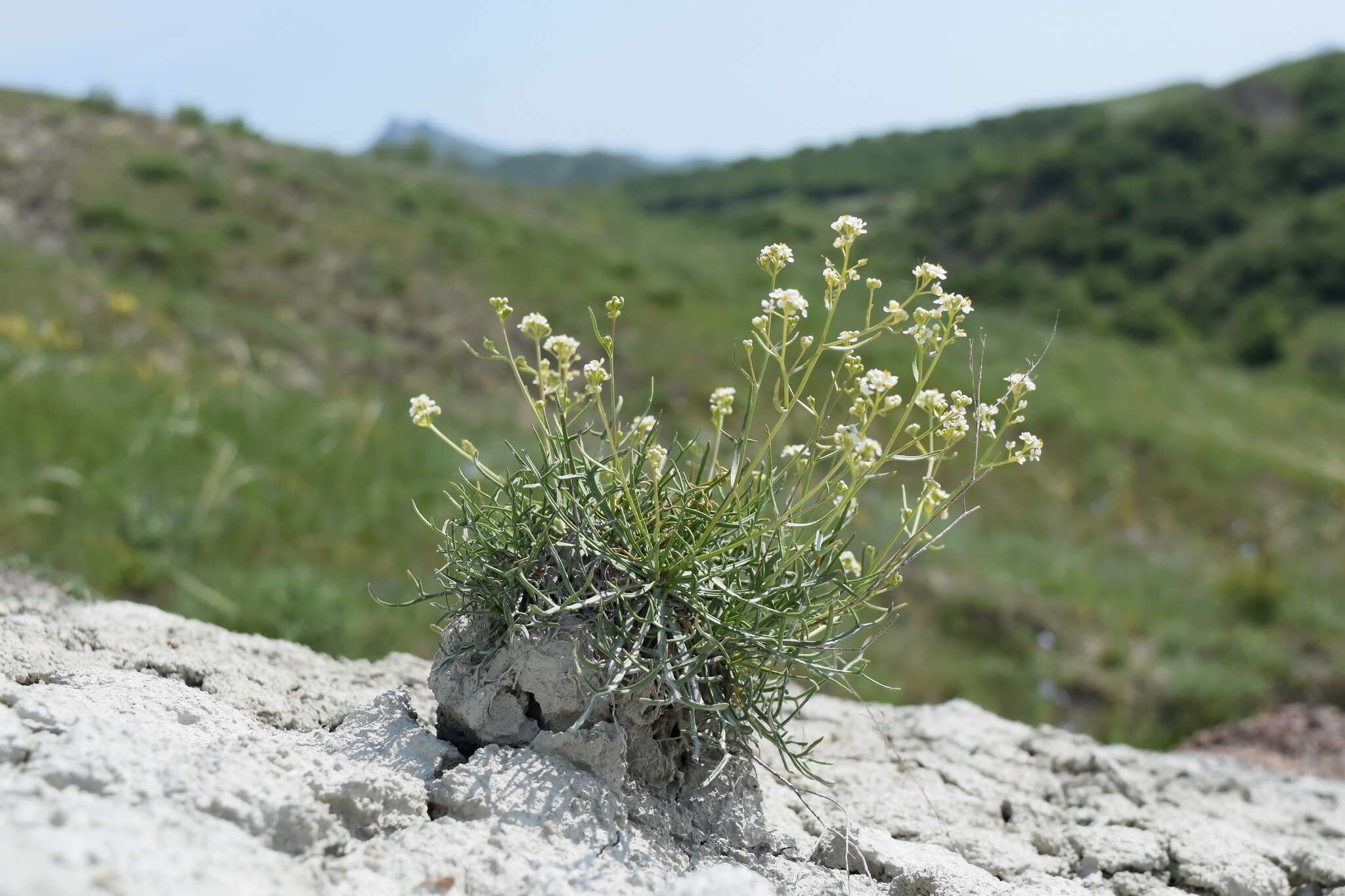 Image de Lepidium meyeri subsp. turczaninowii (Lipsky) Schmalh.