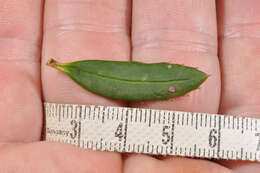 Image of Berberis alpicola C. K. Schneid.