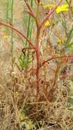 Image of leafy desertdandelion