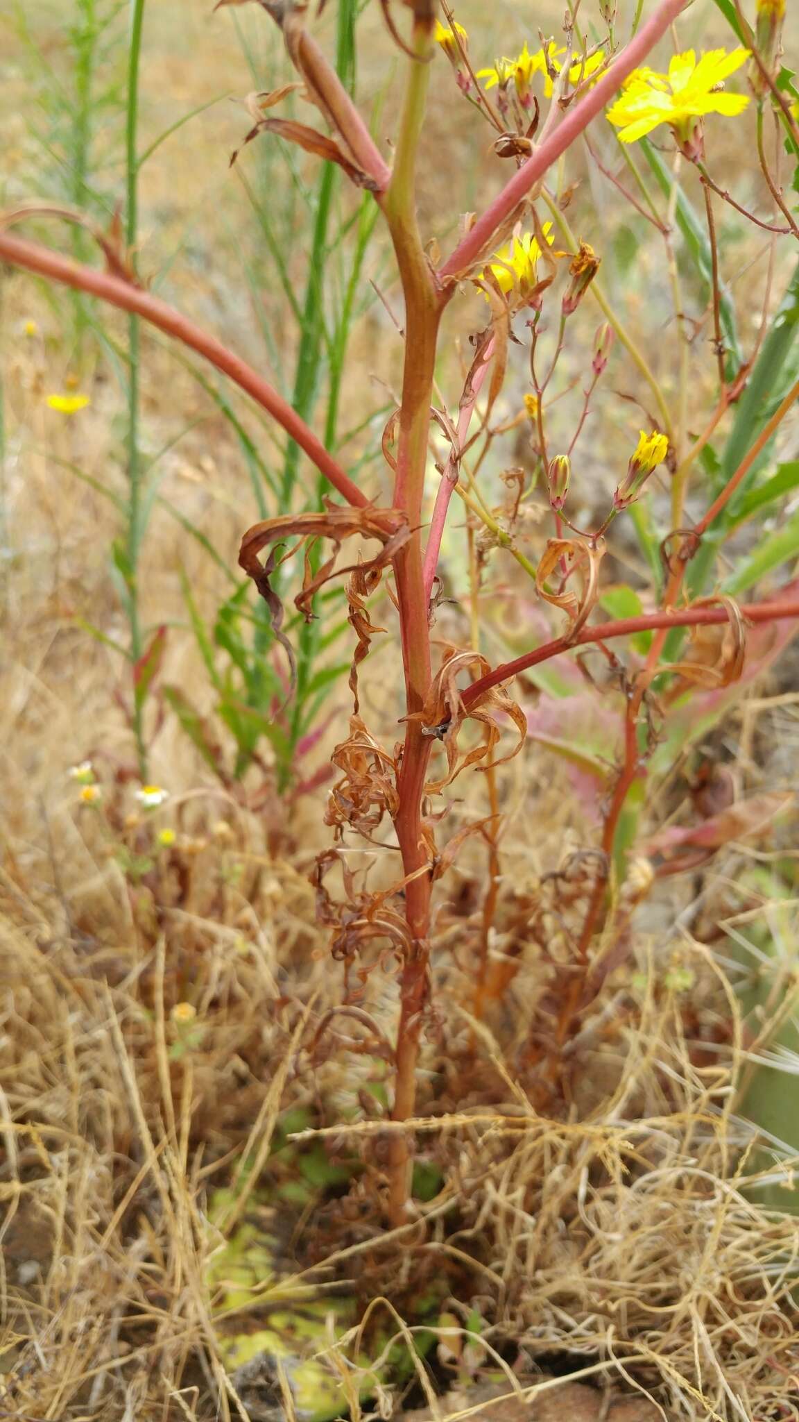 Image of leafy desertdandelion