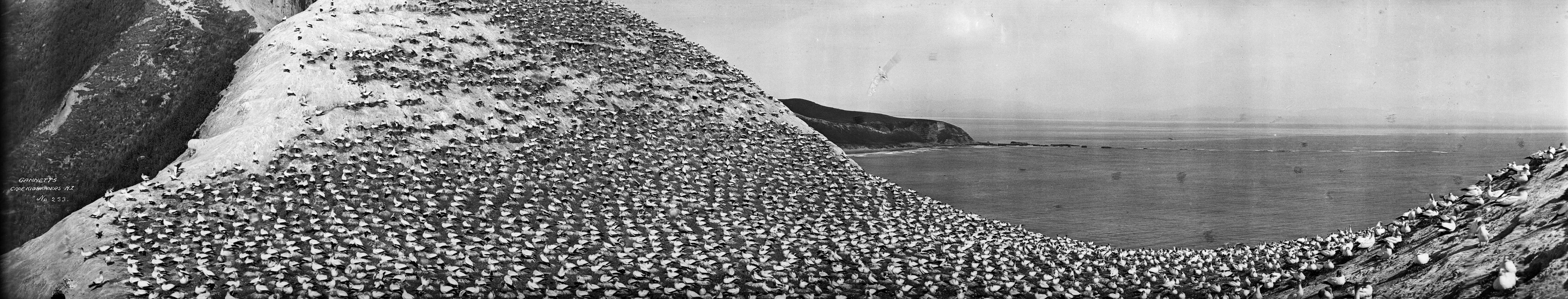 Image of Australasian Gannet