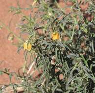 Pigea aurantiaca (F. Muell. ex Benth.) P. I. Forst. resmi