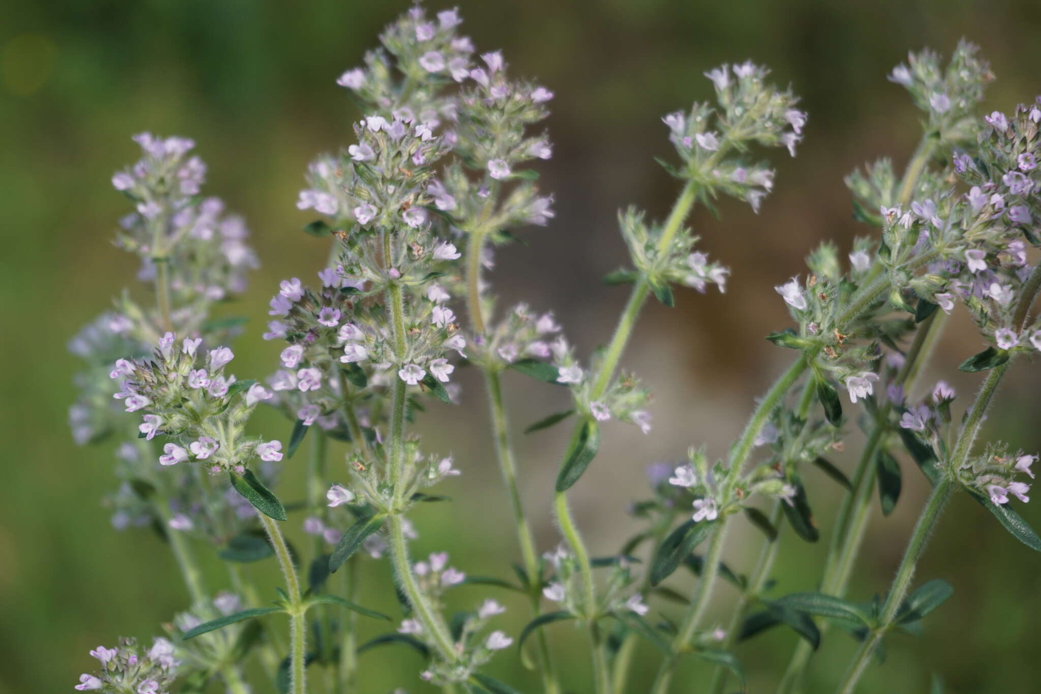 Image of Thymus dimorphus Klokov & Des.-Shost.