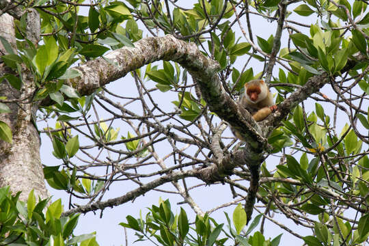 Image of Waigeo Cuscus