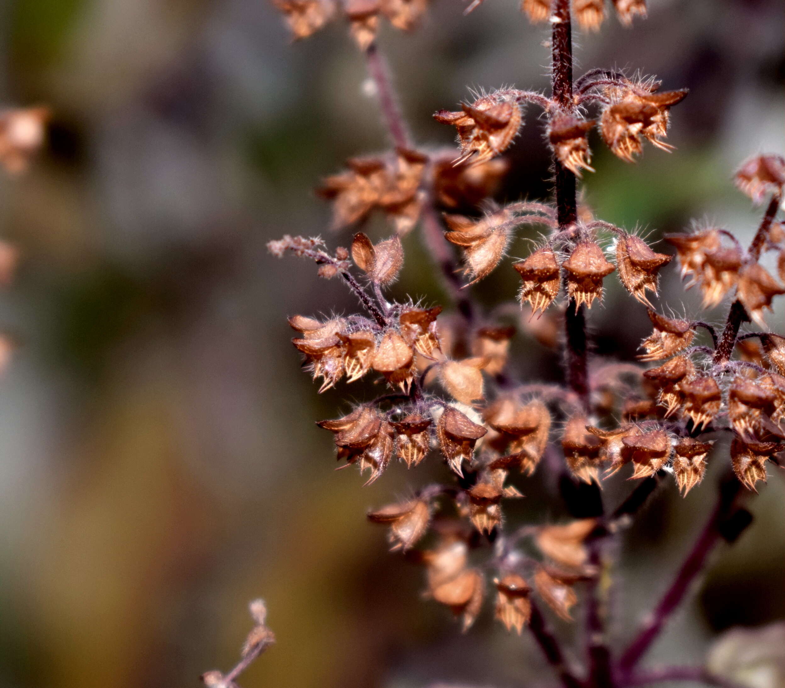 Image of holy basil