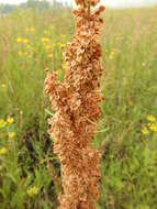 Imagem de Rumex pseudonatronatus (Borb.) Borb. ex Murb.