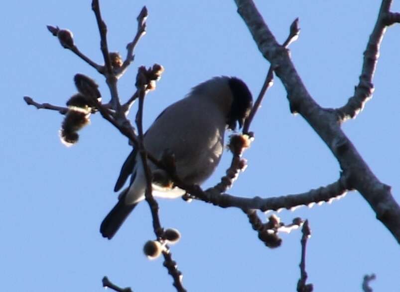 Image de Pyrrhula pyrrhula pyrrhula (Linnaeus 1758)