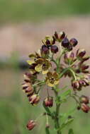 Image of Schizoglossum hamatum E. Mey.