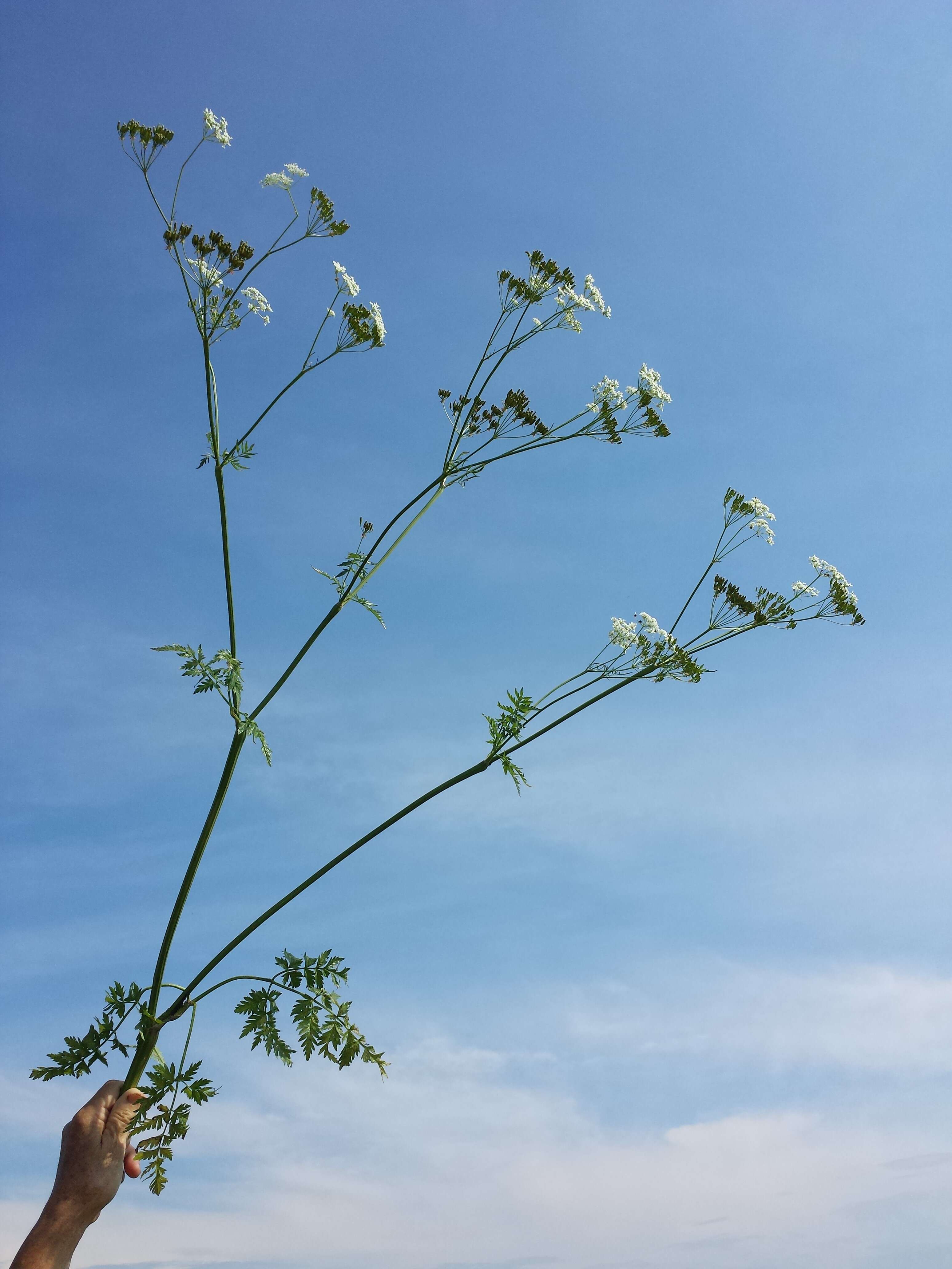 Imagem de Anthriscus sylvestris (L.) Hoffm.