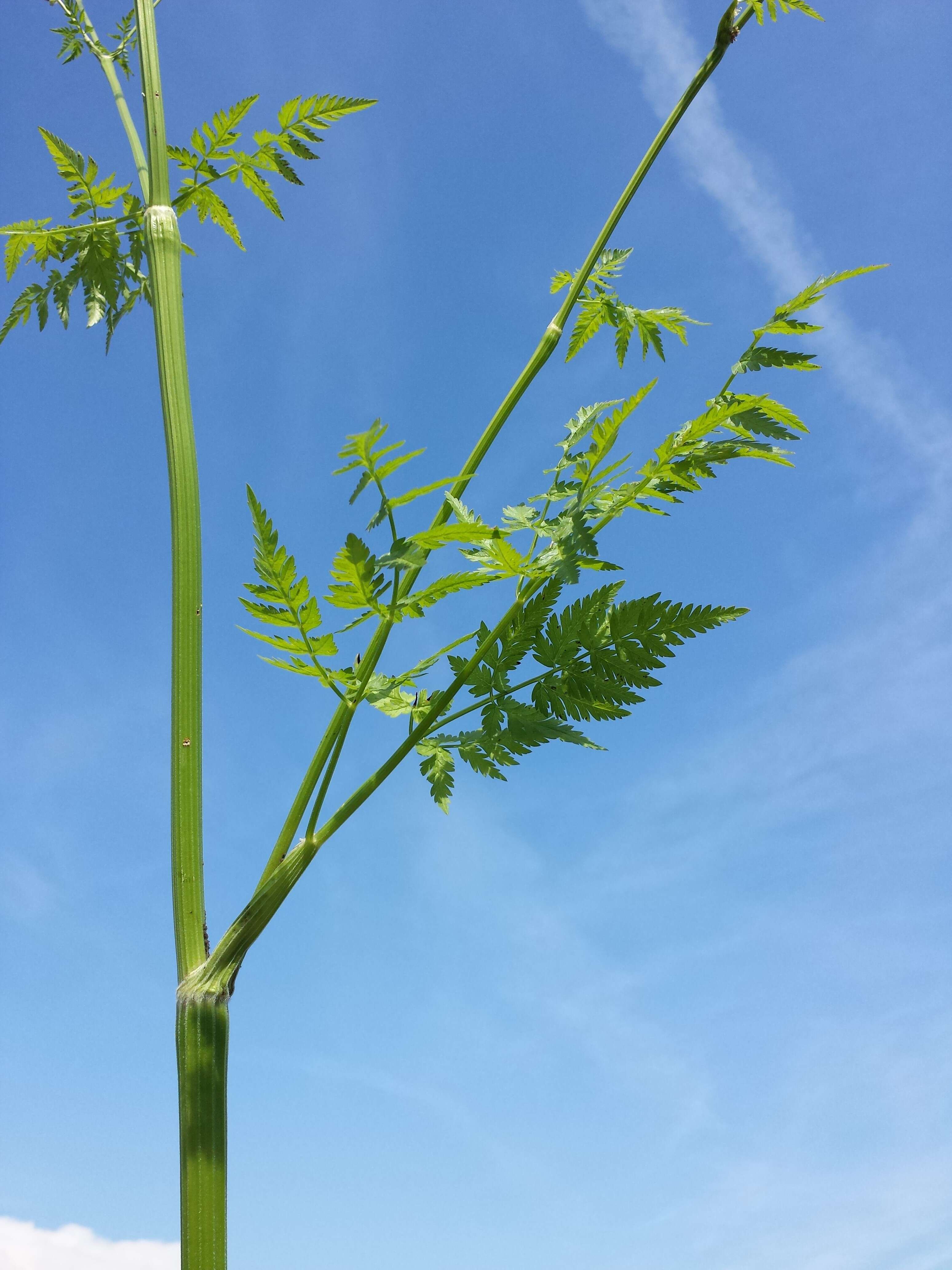 Imagem de Anthriscus sylvestris (L.) Hoffm.