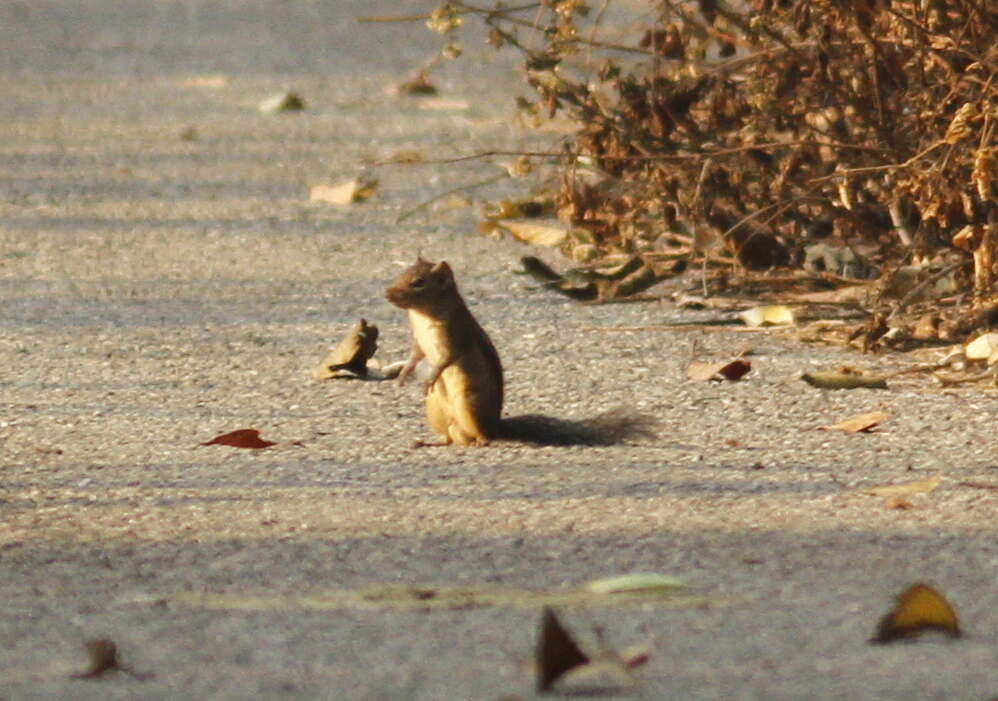 Image of Indochinese Ground squirrel