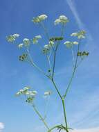 Imagem de Anthriscus sylvestris (L.) Hoffm.