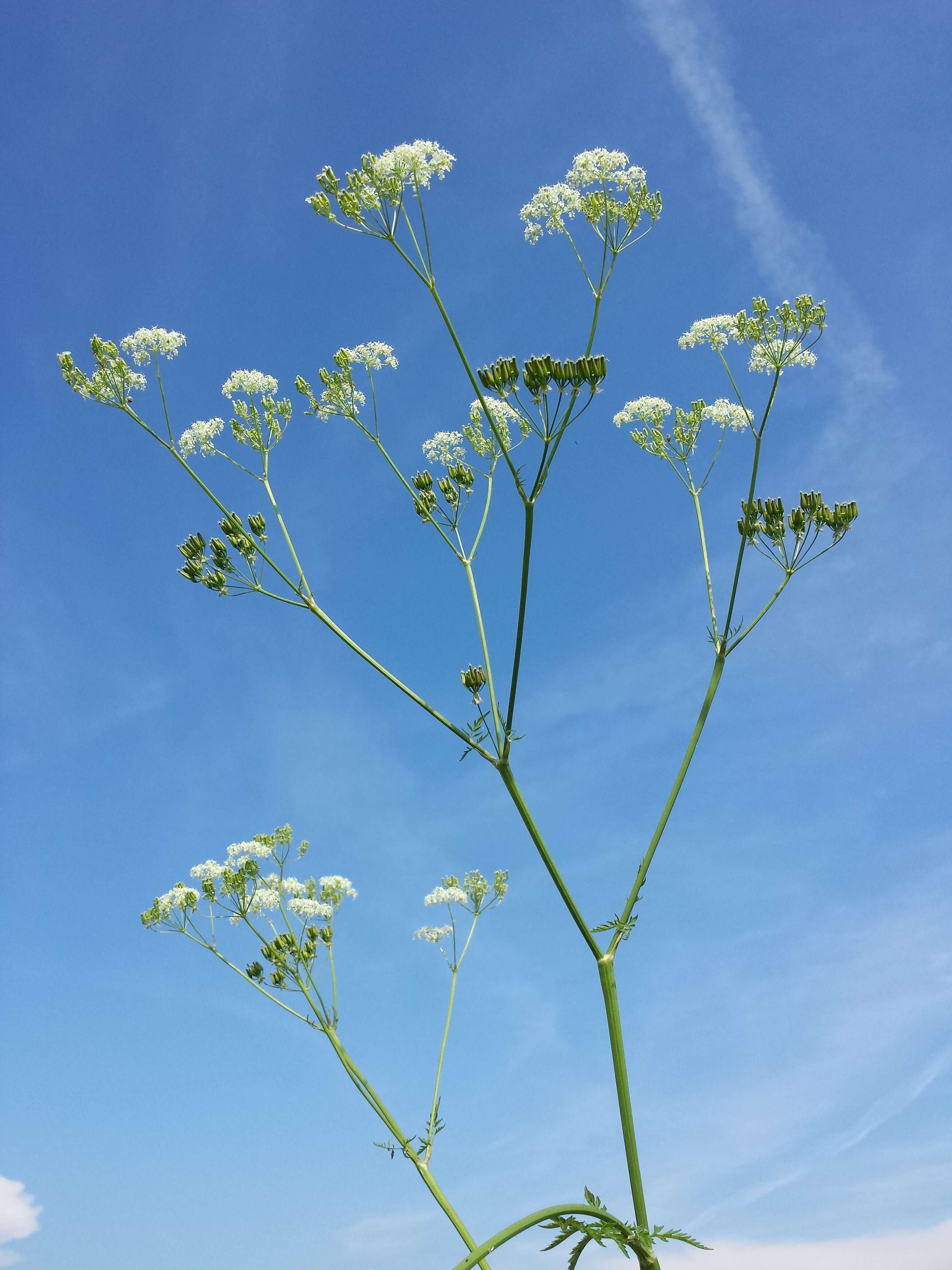 Imagem de Anthriscus sylvestris (L.) Hoffm.