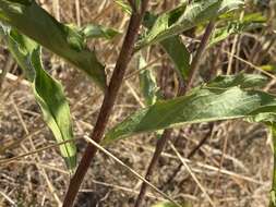 Hieracium laevigatum Willd. resmi