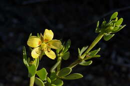 Image of Roepera fulva (L.) Beier & Thulin