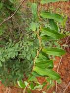 Image of Dioscorea bemandry Jum. & H. Perrier