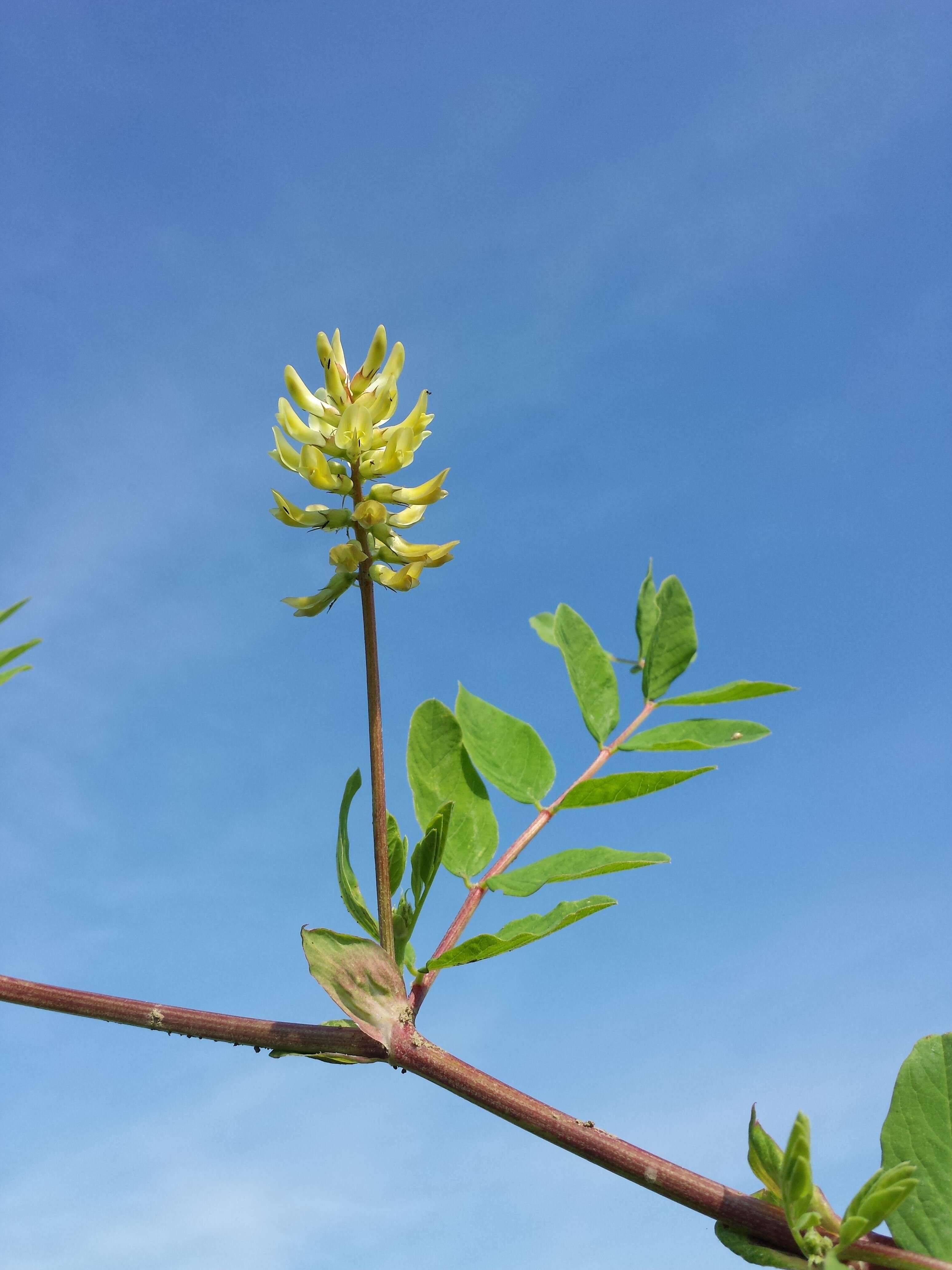 Image of licorice milkvetch