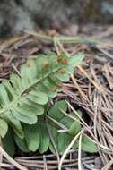 Polypodium sibiricum Siplivinsky的圖片