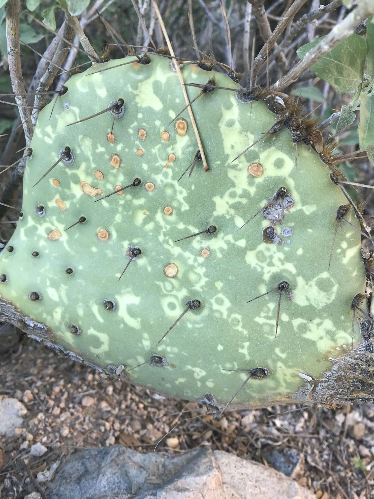 Plancia ëd Opuntia chlorotic ringspot virus