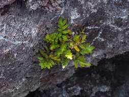 Image of Pleopeltis insularum (C. V. Morton) A. R. Sm.