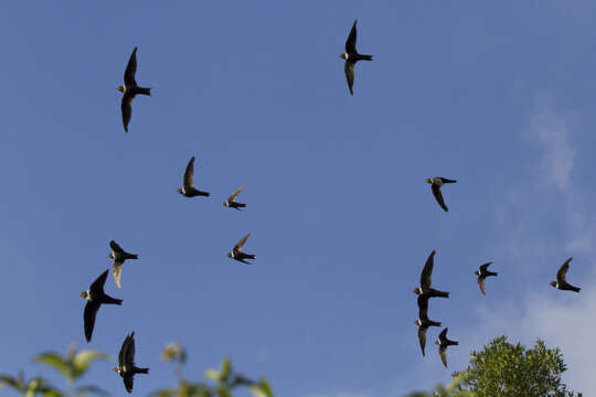 Image of White-collared Swift