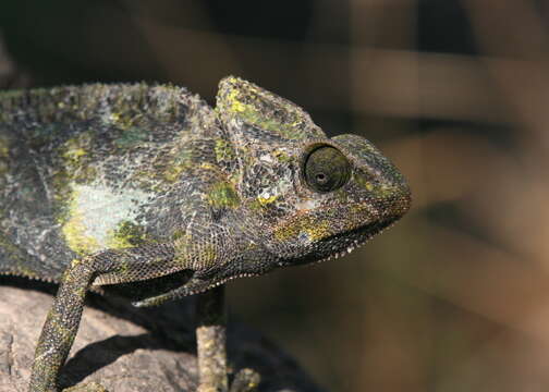 Image of Arabian Chameleon