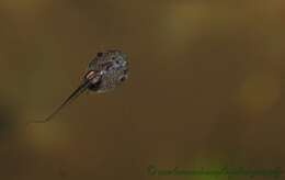 Image of Malabar Gliding Frog