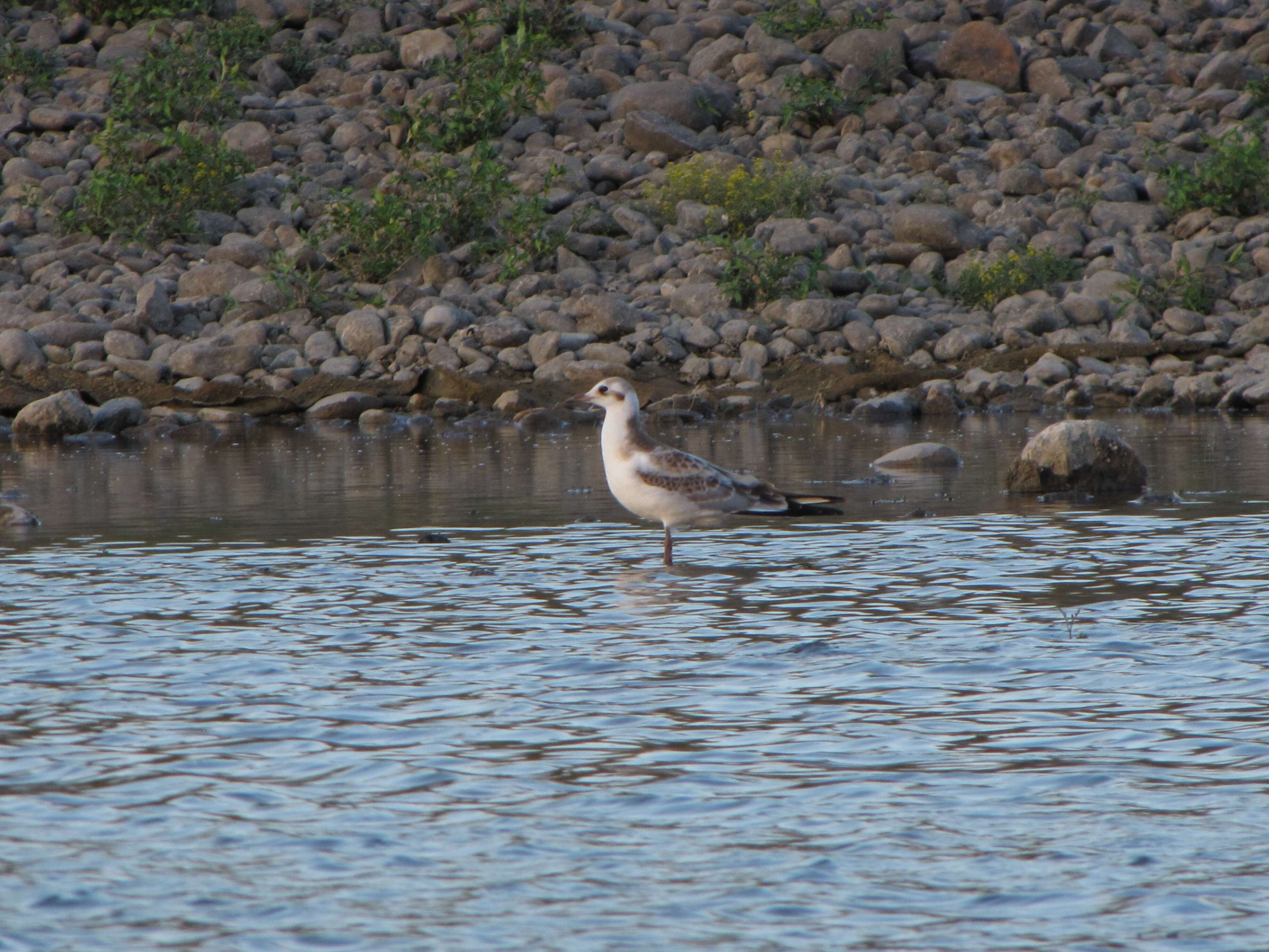 Image of Black-headed Gull