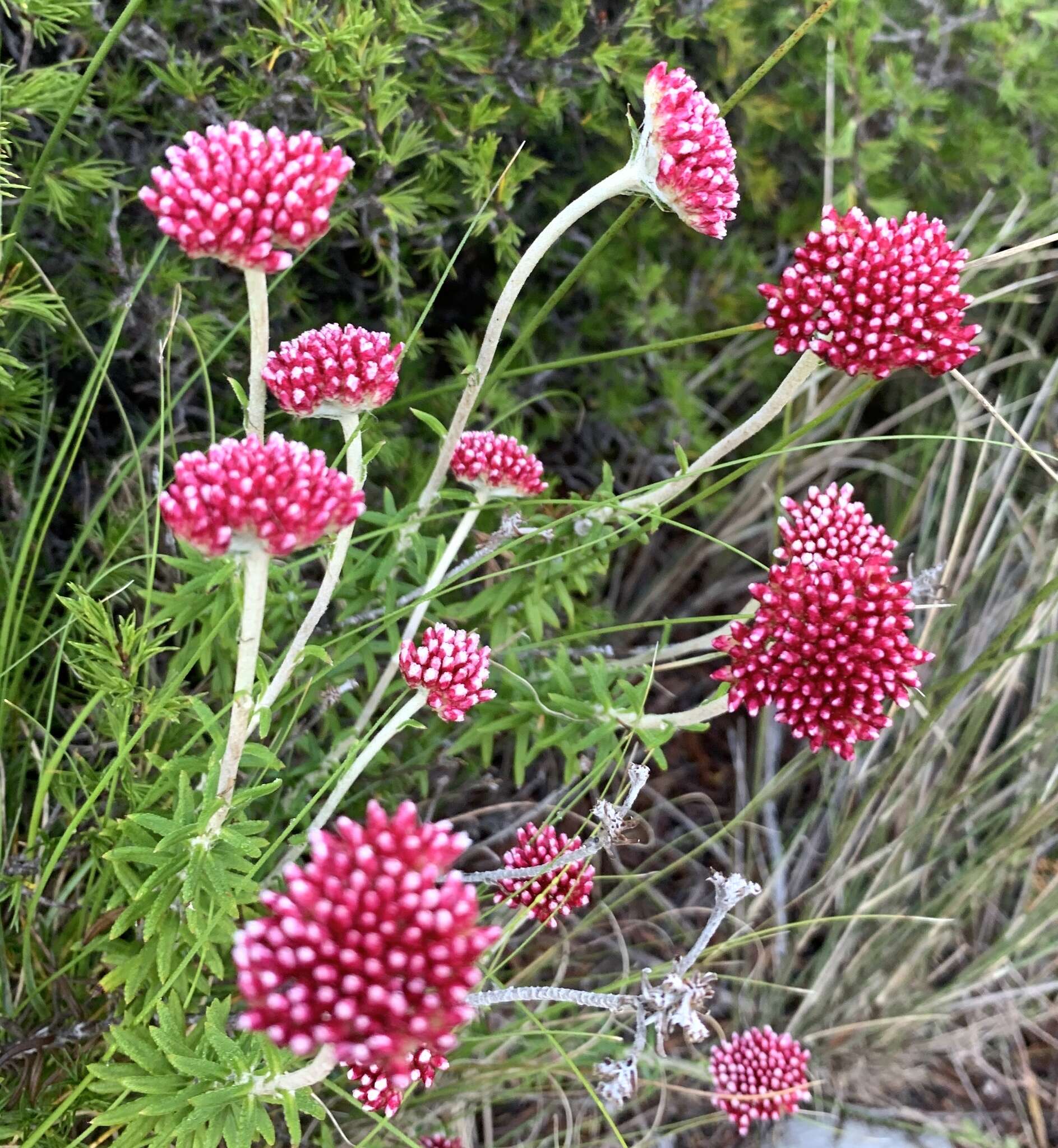 Image of Anaxeton arborescens (L.) Less.