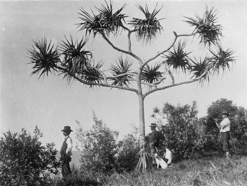 Imagem de Pandanus