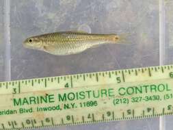 Image of Nueces roundnose minnow