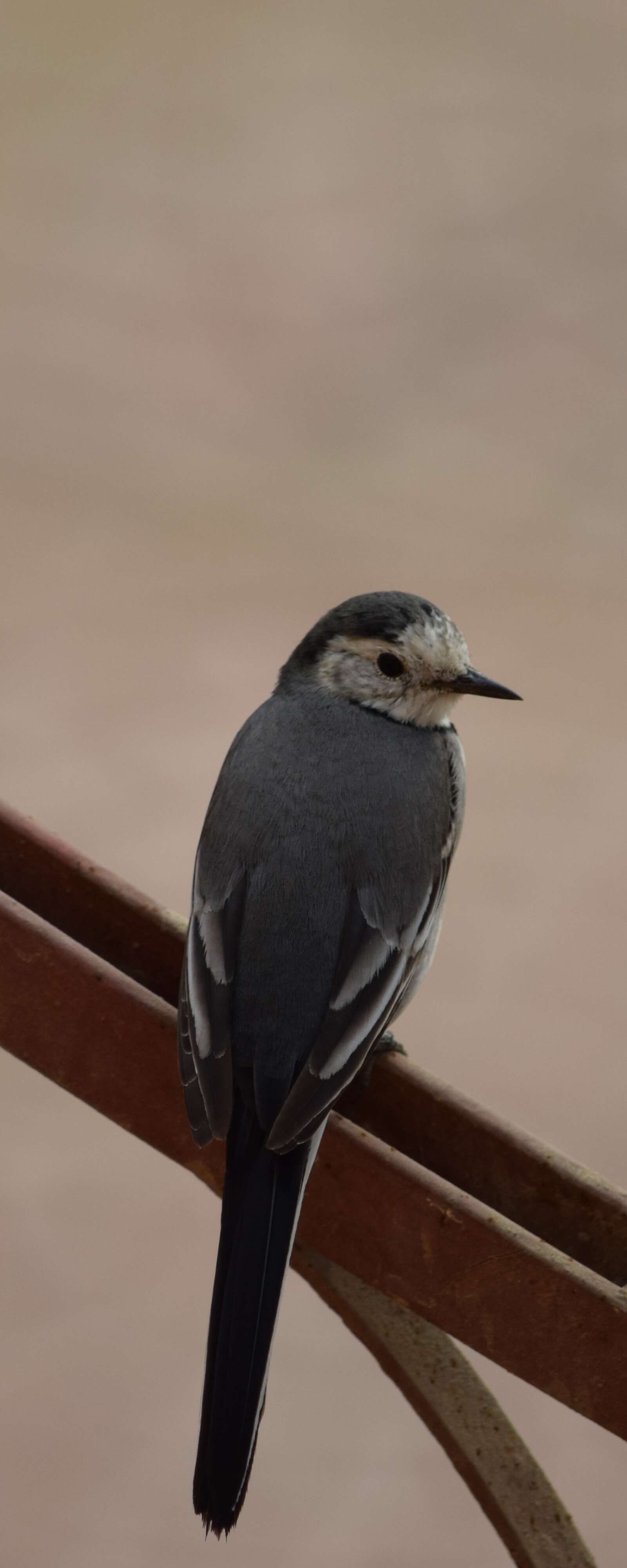 Image of Pied Wagtail and White Wagtail