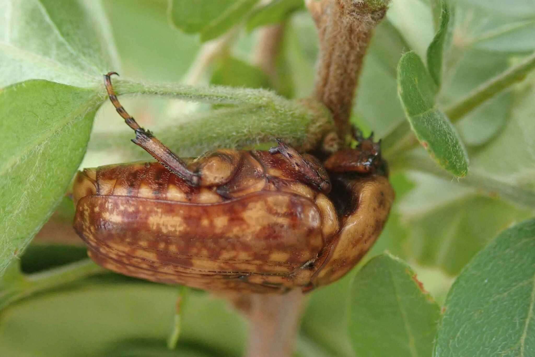 Image of Porphyronota hebraea (Olivier 1789)