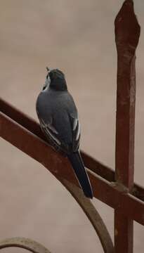 Image of Pied Wagtail and White Wagtail